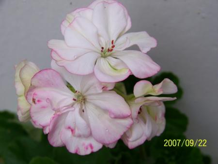 gallery_5074_2170_160398.jpg