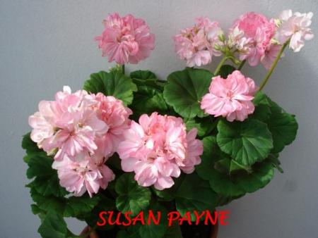 gallery_5074_2170_17823.jpg