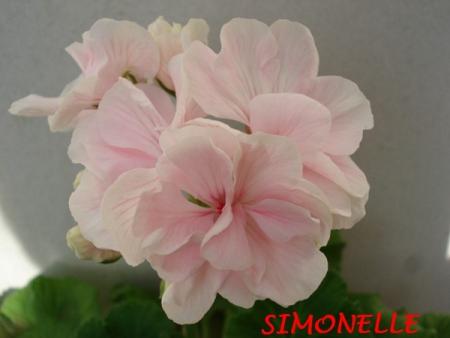 gallery_5074_2170_20441.jpg