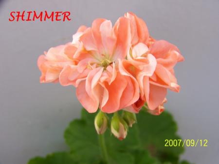 gallery_5074_2170_30612.jpg