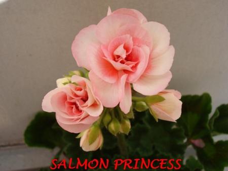 gallery_5074_2170_84395.jpg