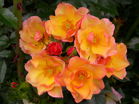 gallery_276_1644_25283.jpg
