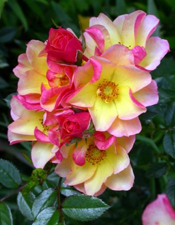 gallery_276_1644_76018.jpg