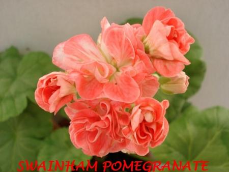 gallery_5074_2170_123031.jpg