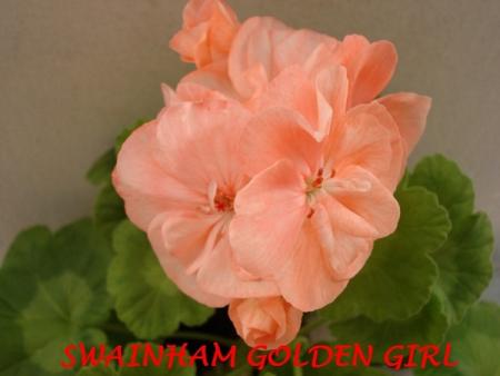 gallery_5074_2170_127667.jpg