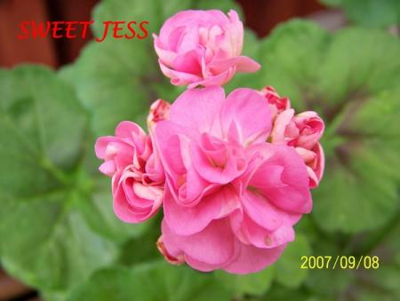 gallery_5074_2170_163706.jpg