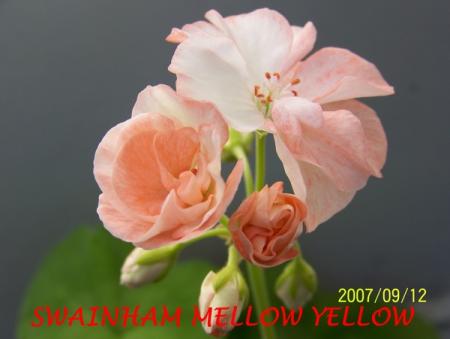gallery_5074_2170_26729.jpg