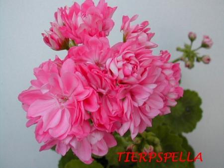 gallery_5074_2171_74210.jpg