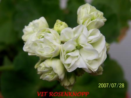gallery_5074_2173_82260.jpg