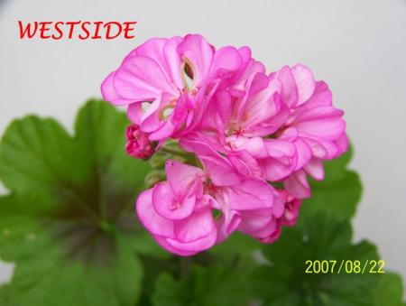 gallery_5074_2174_149233.jpg