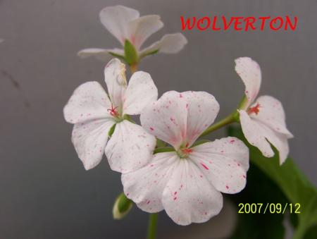 gallery_5074_2174_54711.jpg