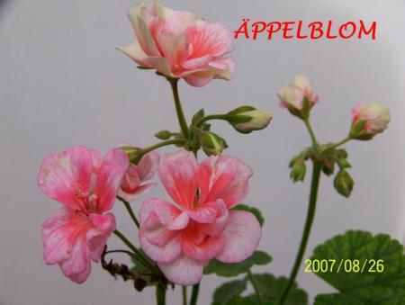gallery_5074_2179_69447.jpg