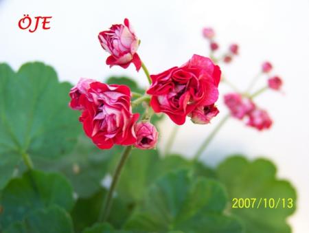 gallery_5074_2180_76273.jpg