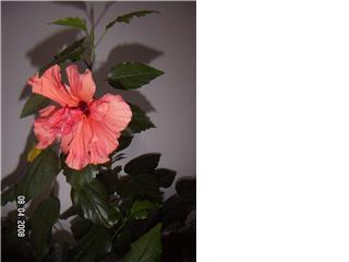 gallery_11607_2183_8227.jpg