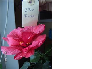 gallery_11607_859_3510.jpg