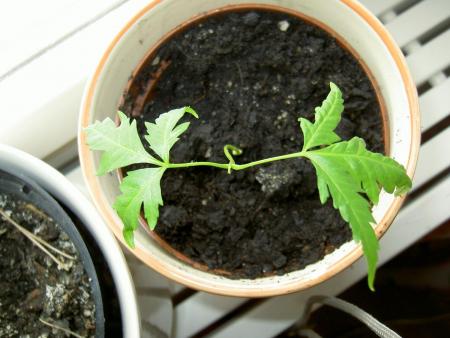gallery_1251_260_113494.jpg