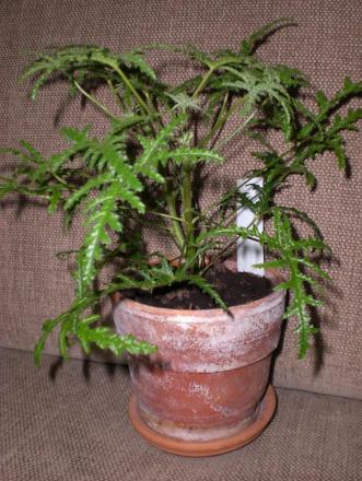 gallery_941_1209_75888.jpg