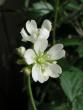 tn_gallery_10626_1424_1248.jpg