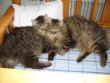 tn_gallery_5092_910_47394.jpg