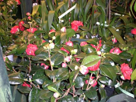 gallery_941_2147_265350.jpg