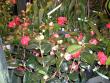 tn_gallery_941_2147_265350.jpg