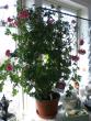 tn_gallery_941_2195_89594.jpg