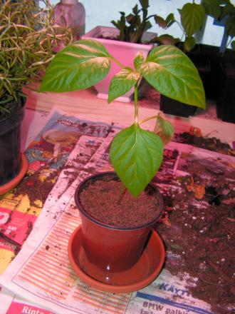 gallery_7500_2200_378592.jpg