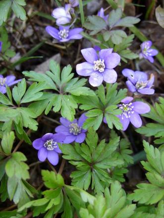 gallery_5307_2014_65166.jpg