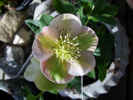 gallery_5307_2015_82214.jpg