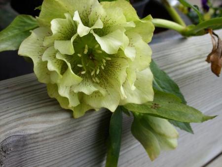 gallery_5307_2015_86138.jpg
