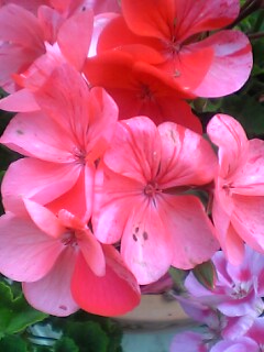 gallery_7888_2208_13986.jpg