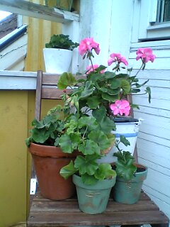gallery_7888_2208_7126.jpg