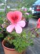tn_gallery_7888_2208_10262.jpg