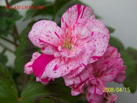 gallery_5074_2155_120495.jpg