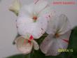 tn_gallery_5074_2174_18983.jpg