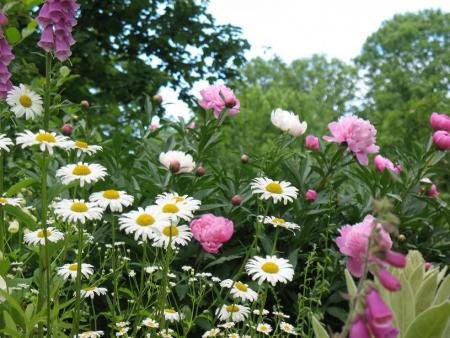 gallery_15284_2210_45489.jpg