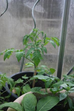 gallery_8418_2219_143064.jpg