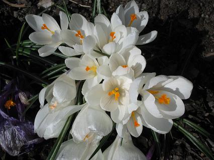 gallery_15433_2231_12619.jpg