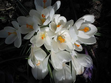 gallery_15433_2231_17581.jpg