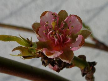 gallery_5307_2014_1009.jpg