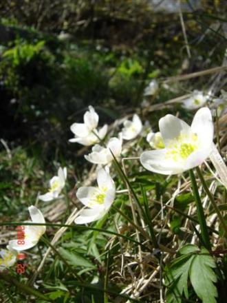 gallery_11893_2243_1763.jpg