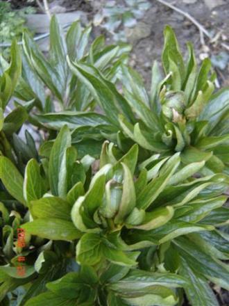gallery_11893_2243_40569.jpg