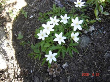 gallery_11893_2243_56951.jpg