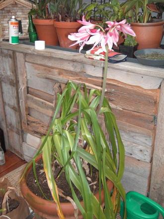 gallery_12962_2241_53466.jpg