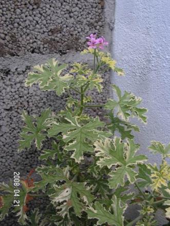 gallery_1786_950_18952.jpg