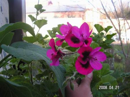 gallery_1786_950_35044.jpg
