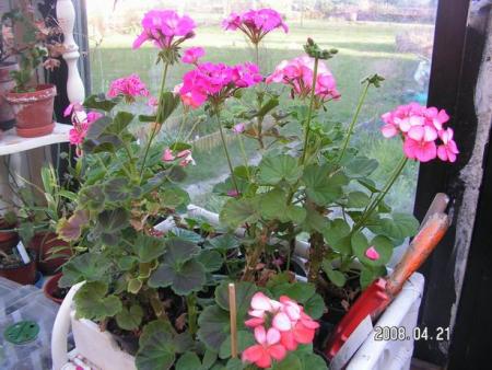 gallery_1786_950_43605.jpg