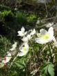 tn_gallery_11893_2243_1754.jpg