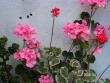 tn_gallery_1786_950_41738.jpg