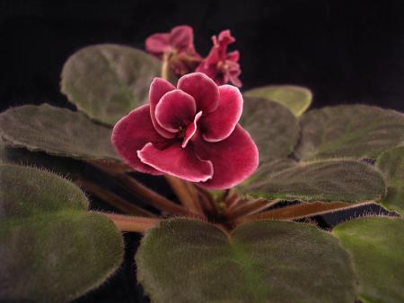 gallery_8648_2248_56046.jpg